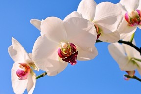 世界拳击锦标赛赛季最佳影片奖揭晓，世界拳击锦标赛几年一次